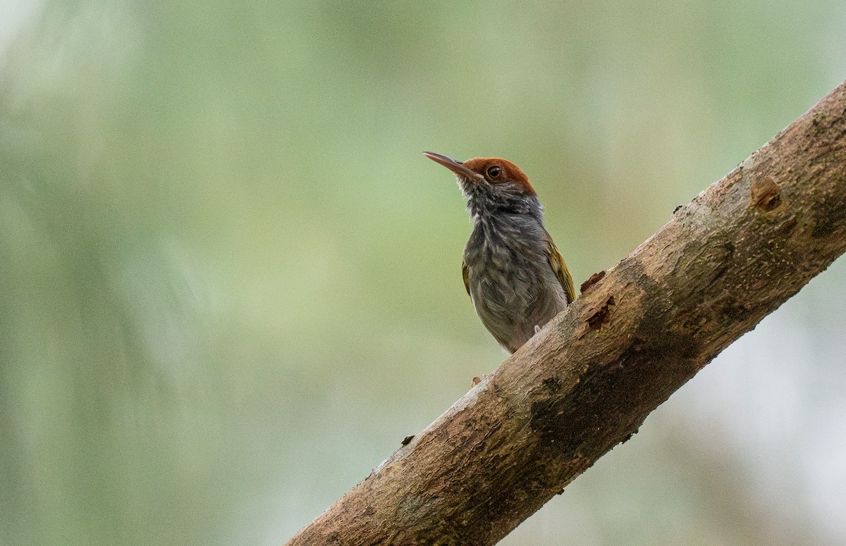 Gray-backed Tailorbird - Forest Botial-Jarvis