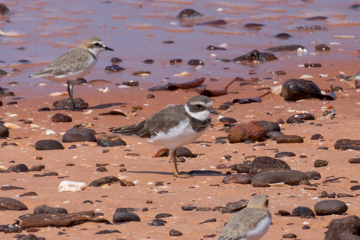 Common Ringed Plover - ML611687037
