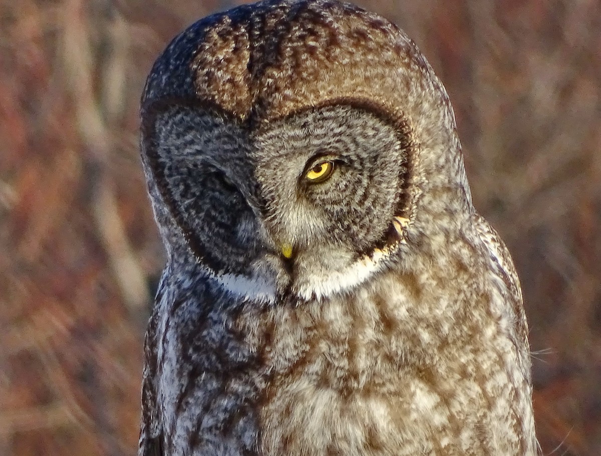 Great Gray Owl - ML611687087