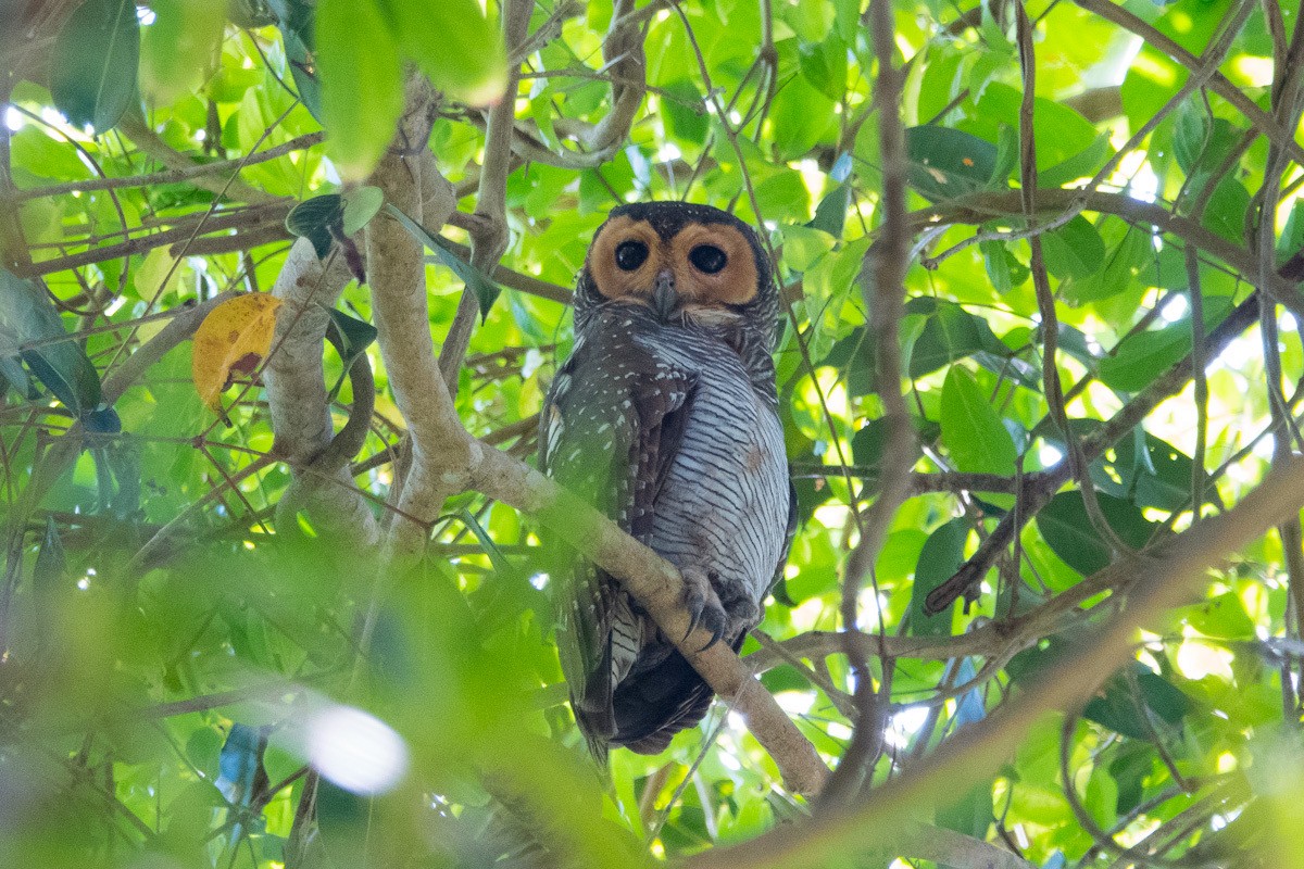 Spotted Wood-Owl - ML611687197