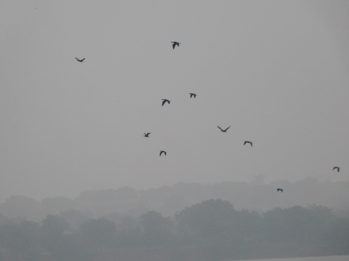 cormorant sp. - Shilpa Gadgil