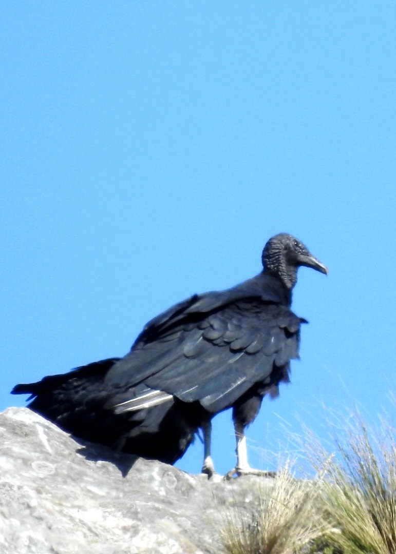 Black Vulture - Fernando Muñoz