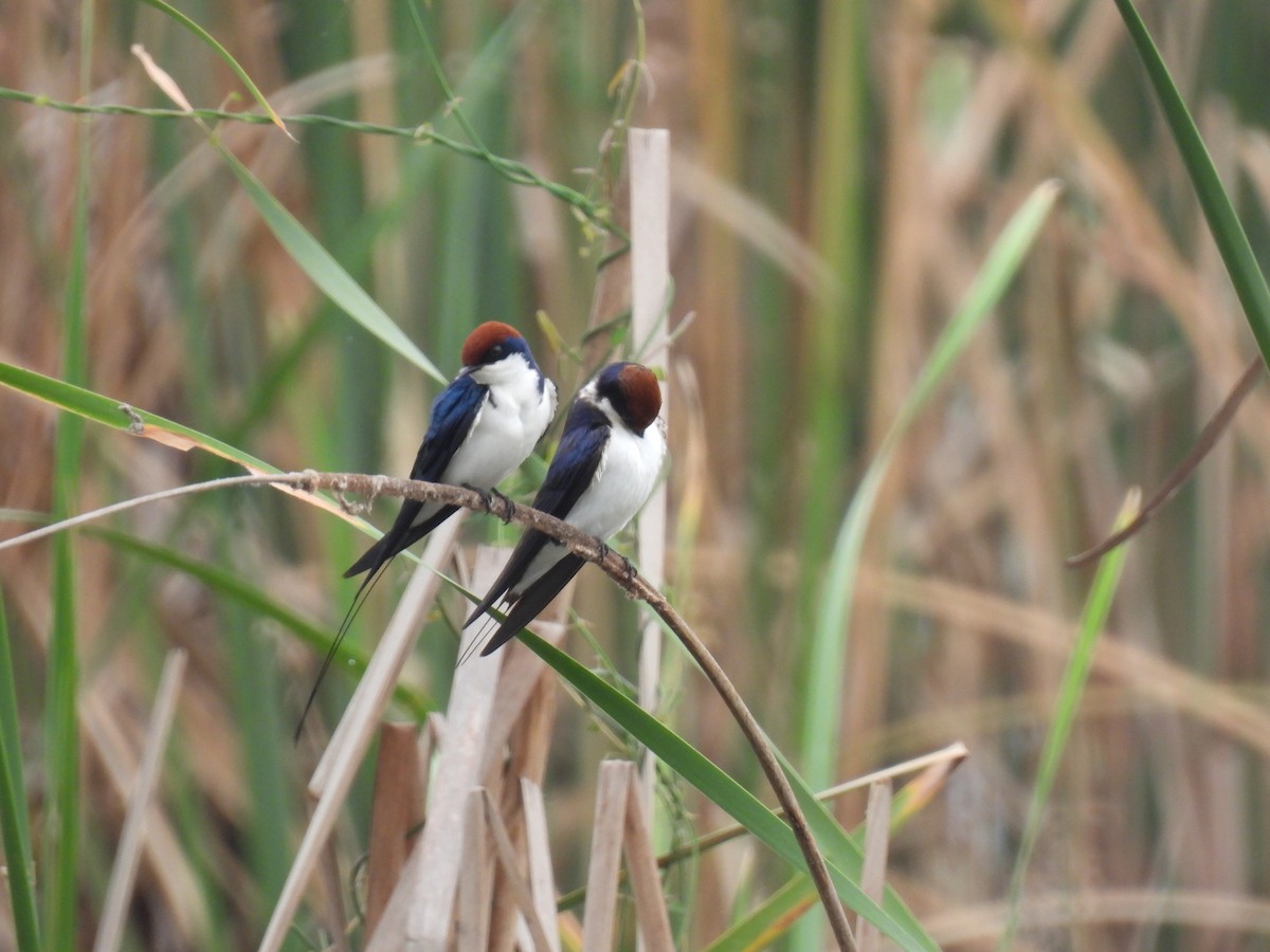 Wire-tailed Swallow - ML611687473