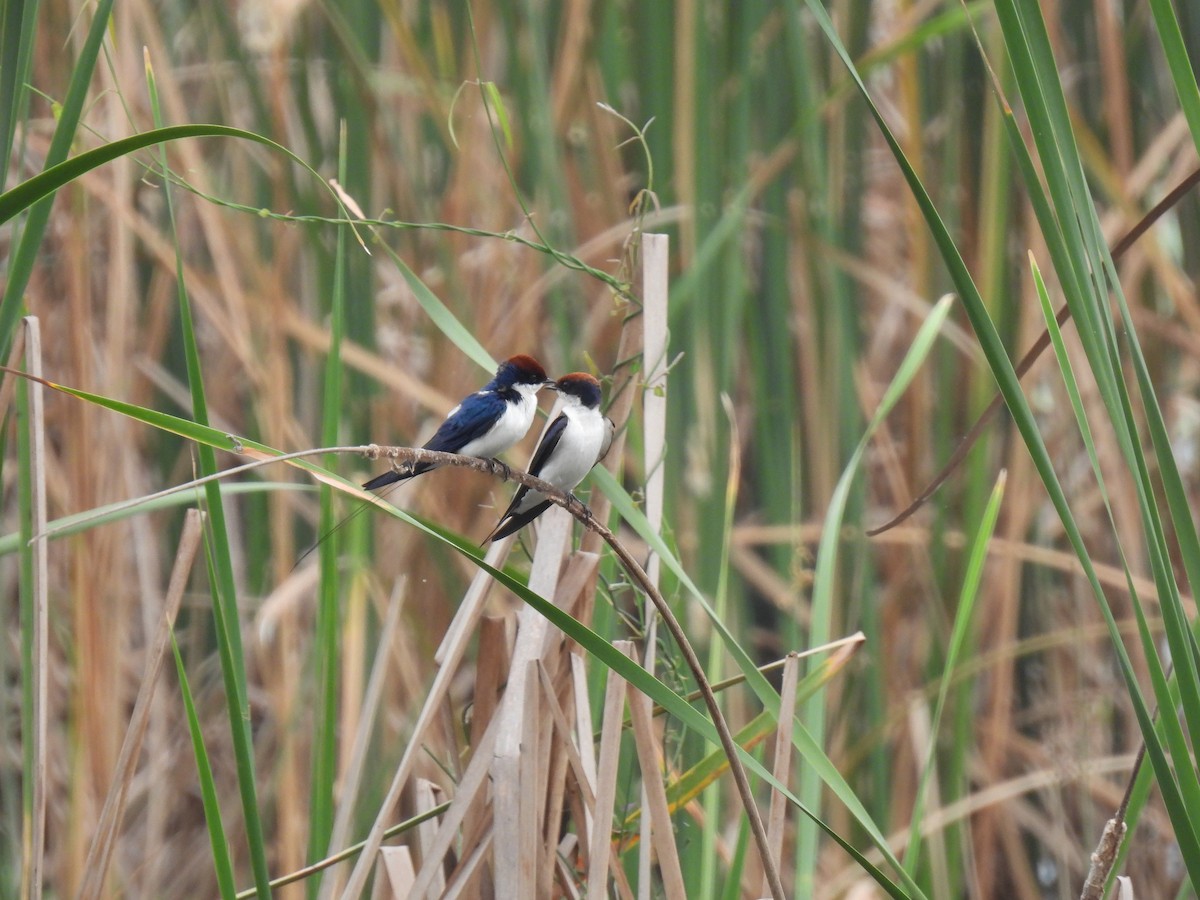 Wire-tailed Swallow - Rama M V