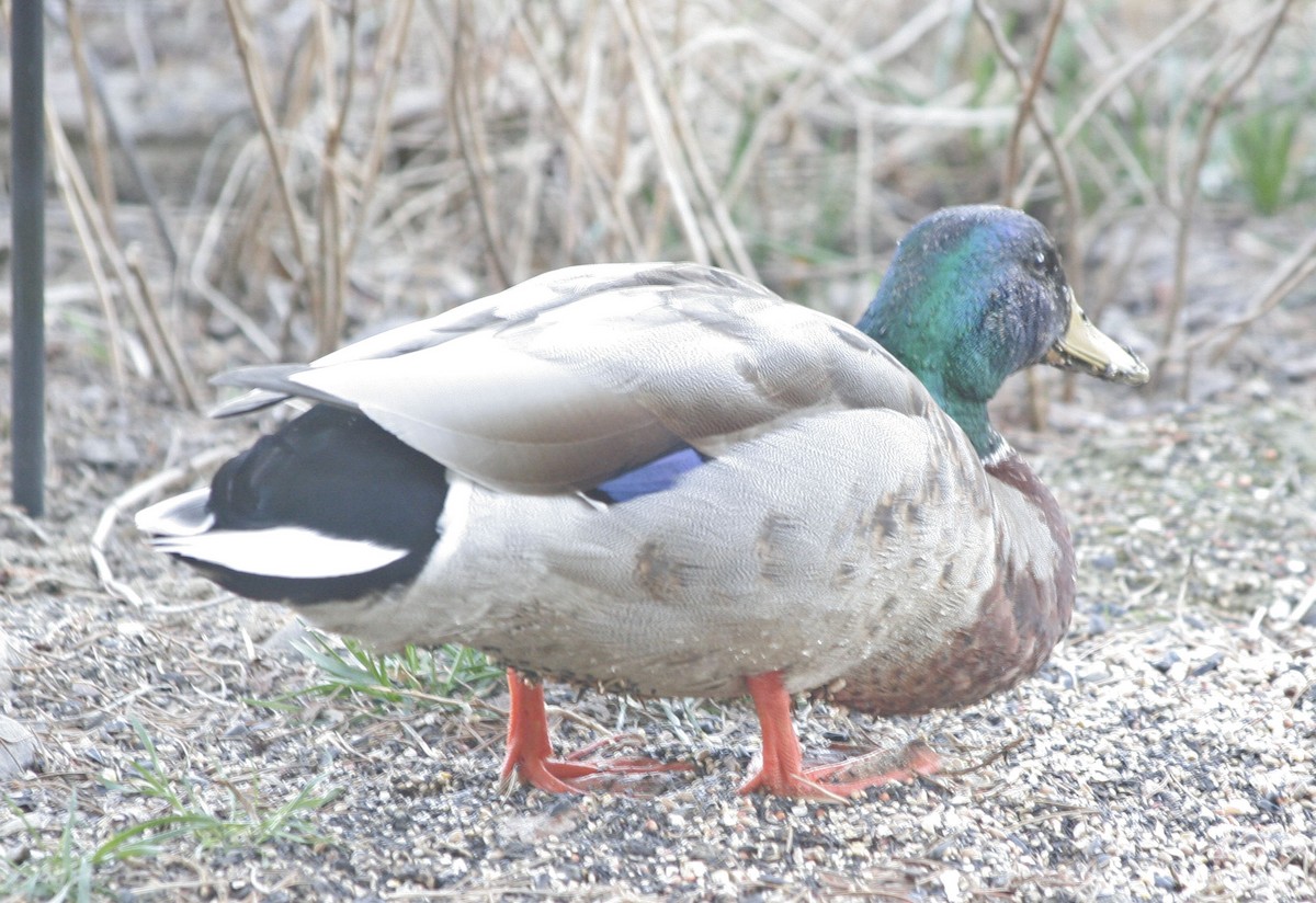 Canard colvert - ML611687584