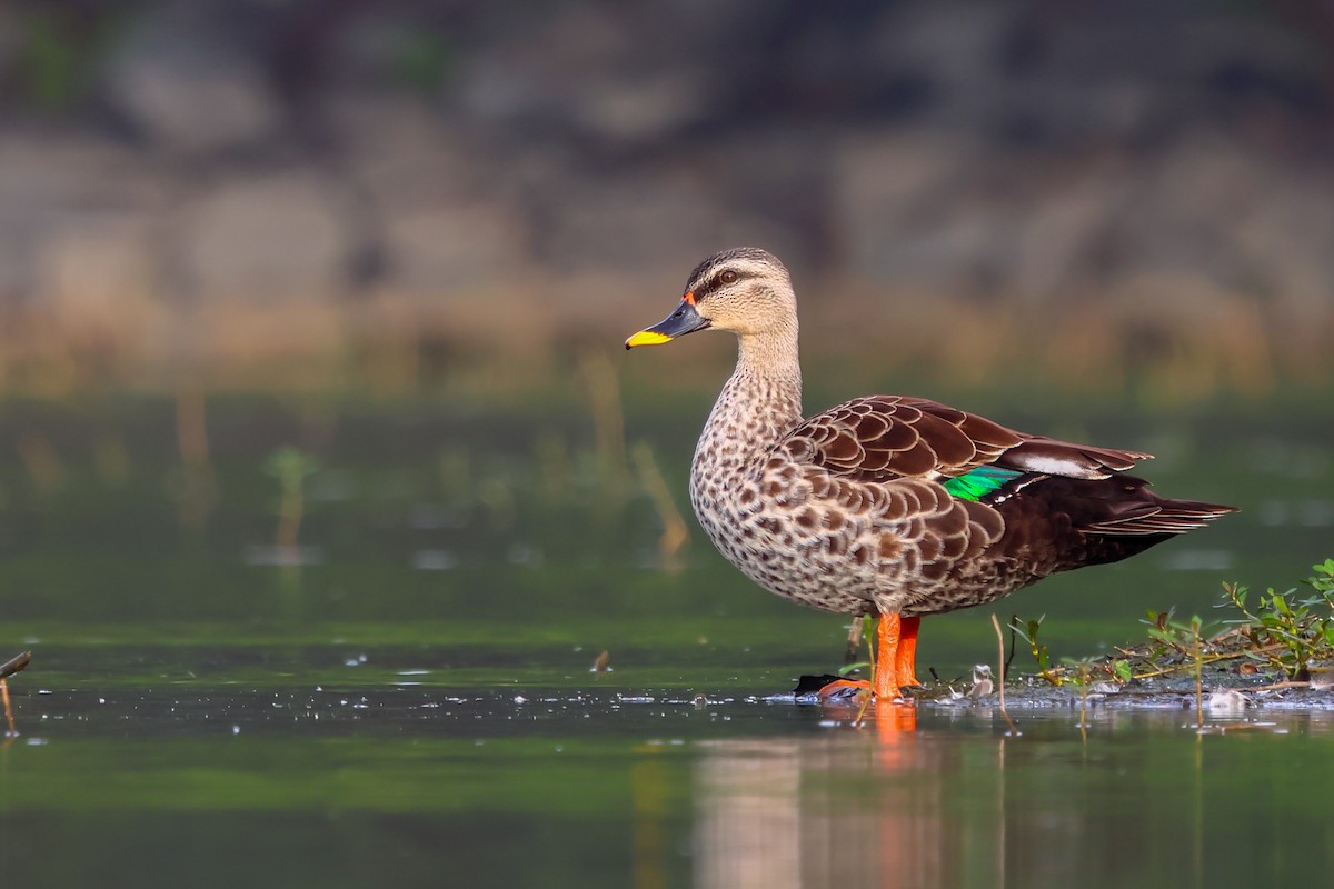 Indian Spot-billed Duck - ML611687728