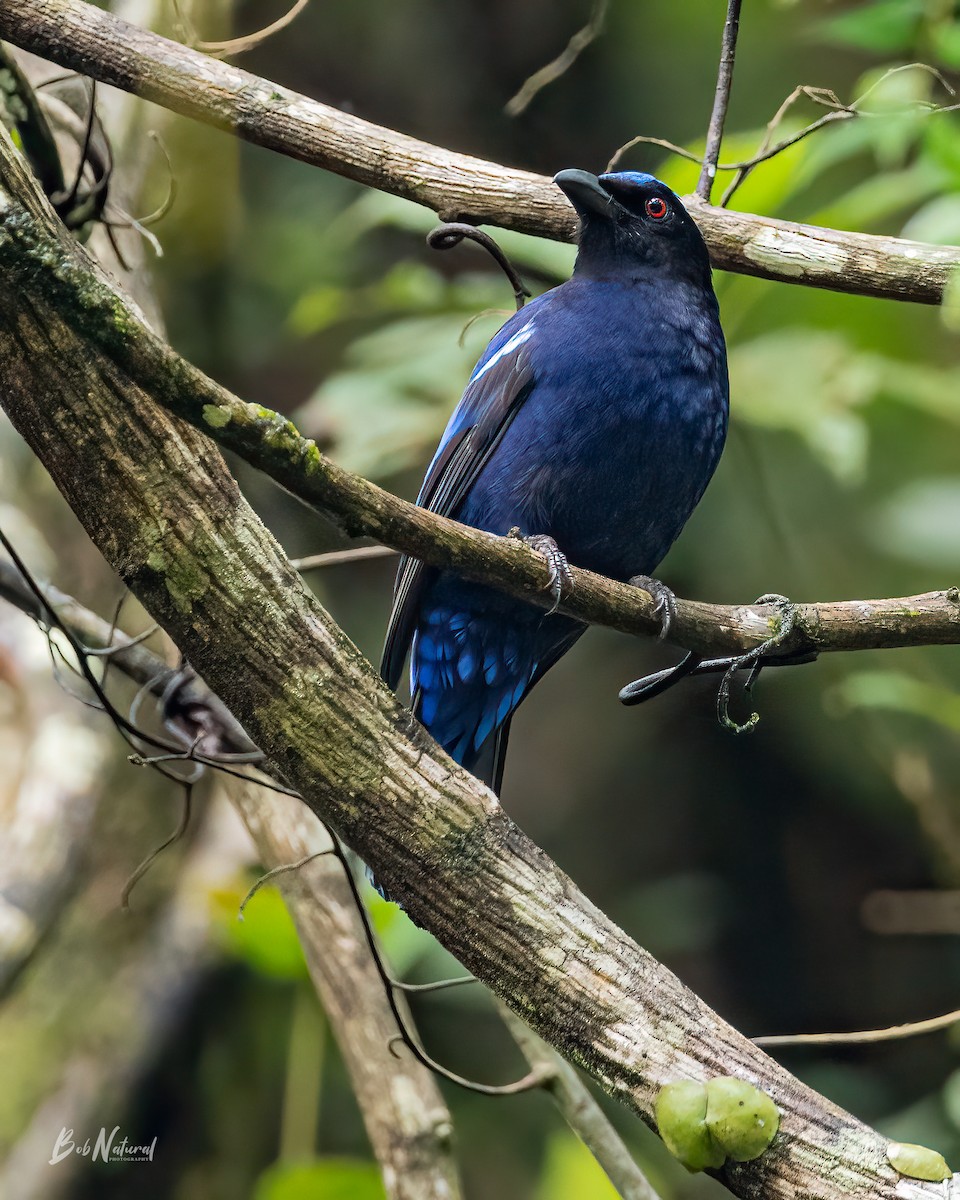 Philippine Fairy-bluebird - Bob Natural