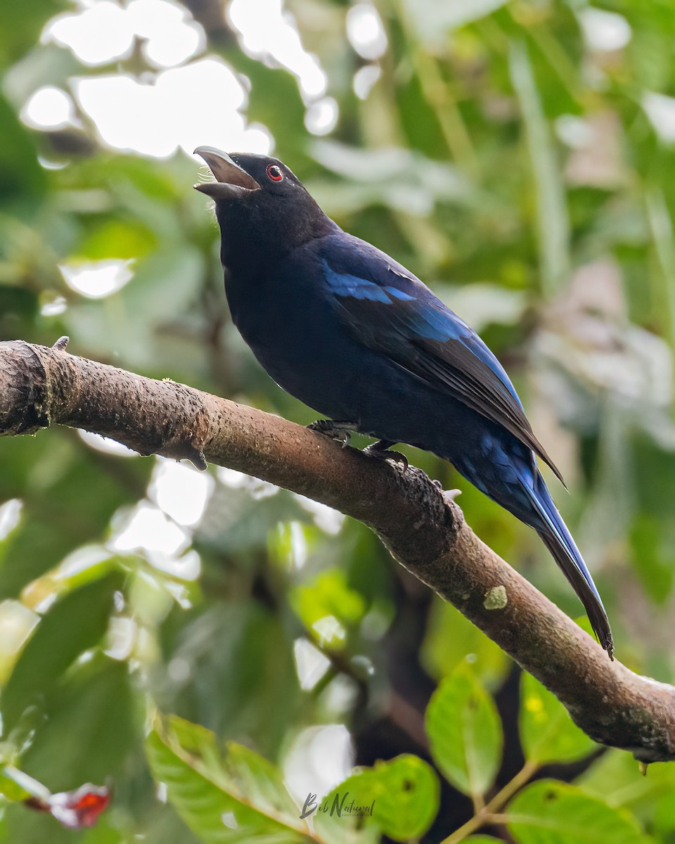 Philippine Fairy-bluebird - ML611687794
