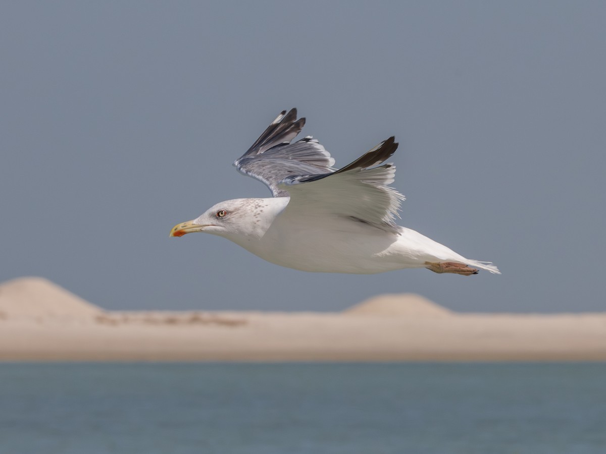 Lesser Black-backed Gull - ML611687827