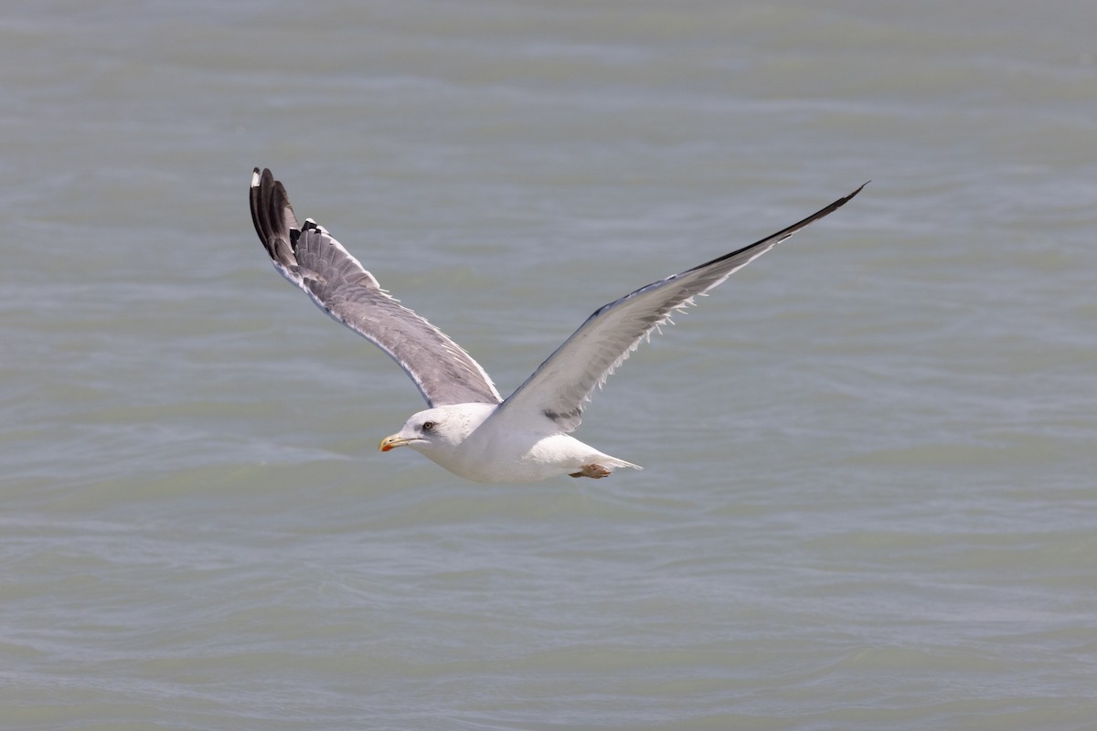 Lesser Black-backed Gull - ML611687829