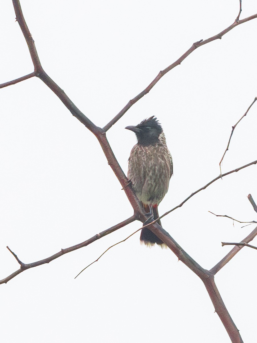 Red-vented Bulbul - ML611688170