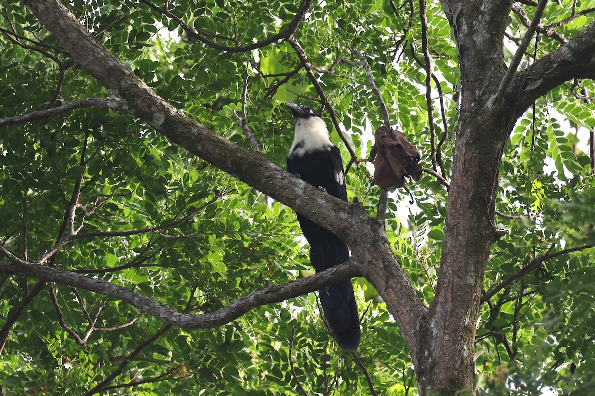 Pied Coucal - ML611688318