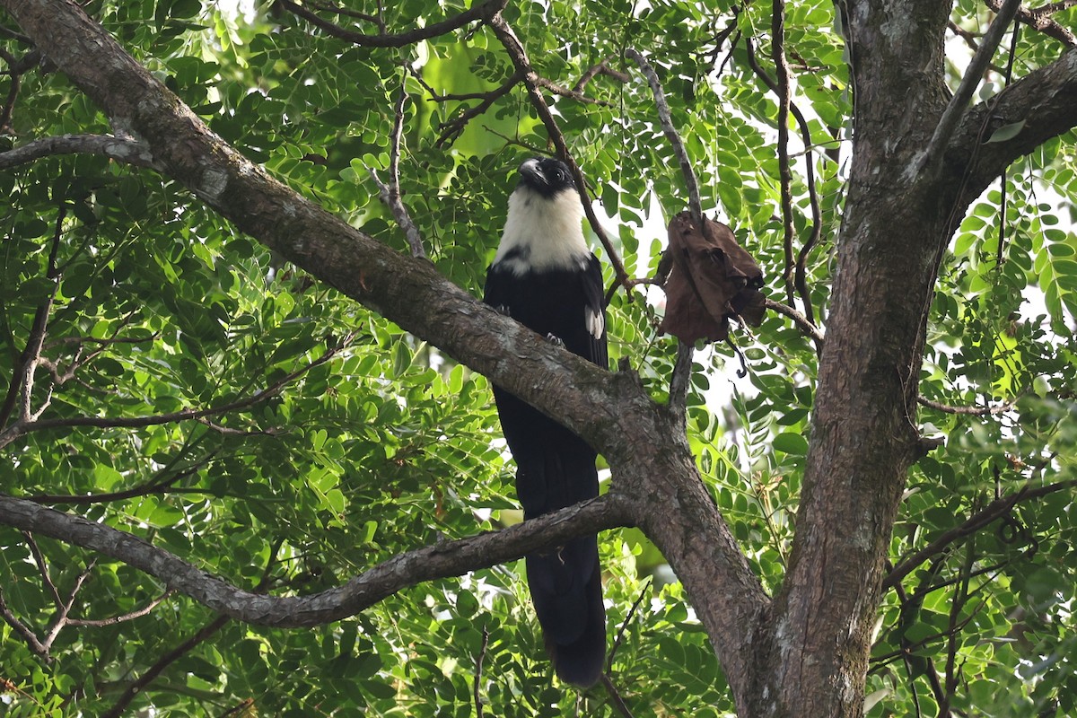 Pied Coucal - ML611688319