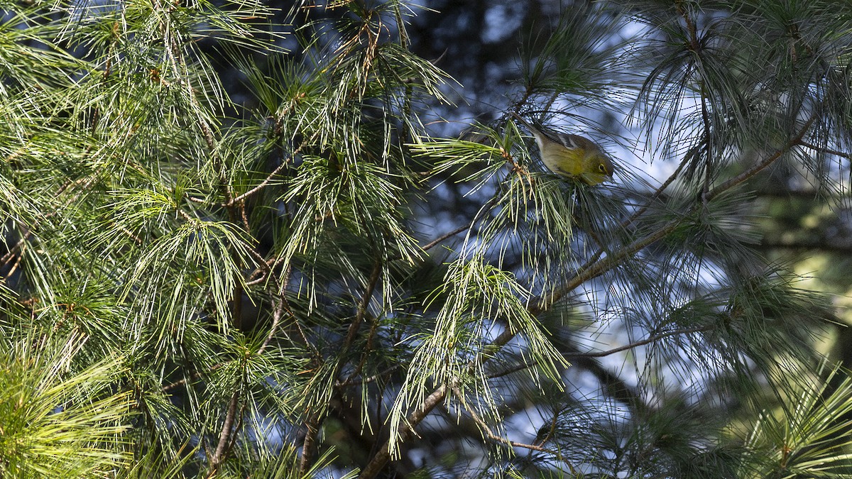 Pine Warbler - ML611688493