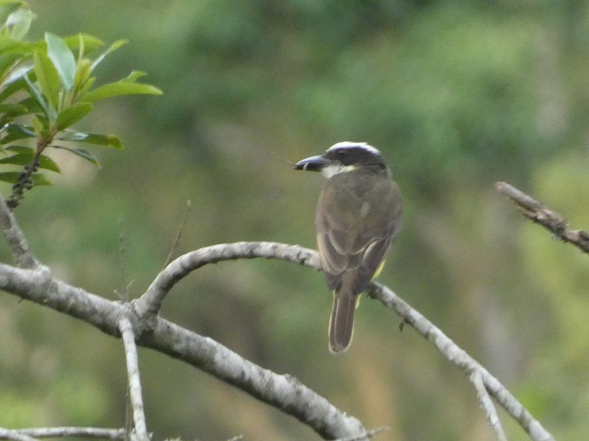 Great Kiskadee - ML611688503