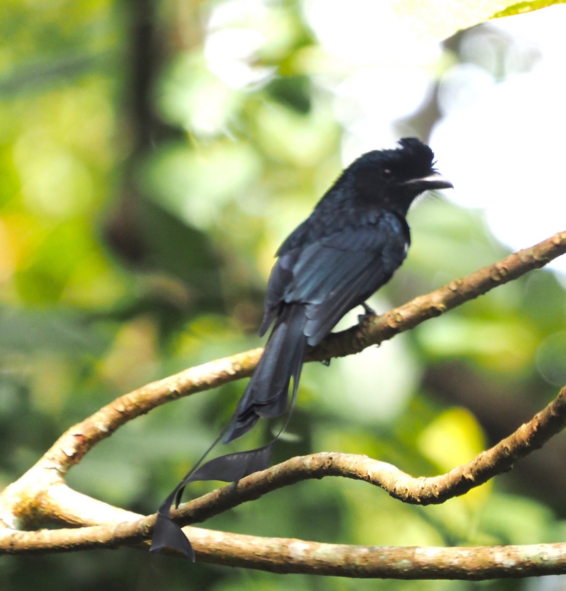 Greater Racket-tailed Drongo - ML611688505