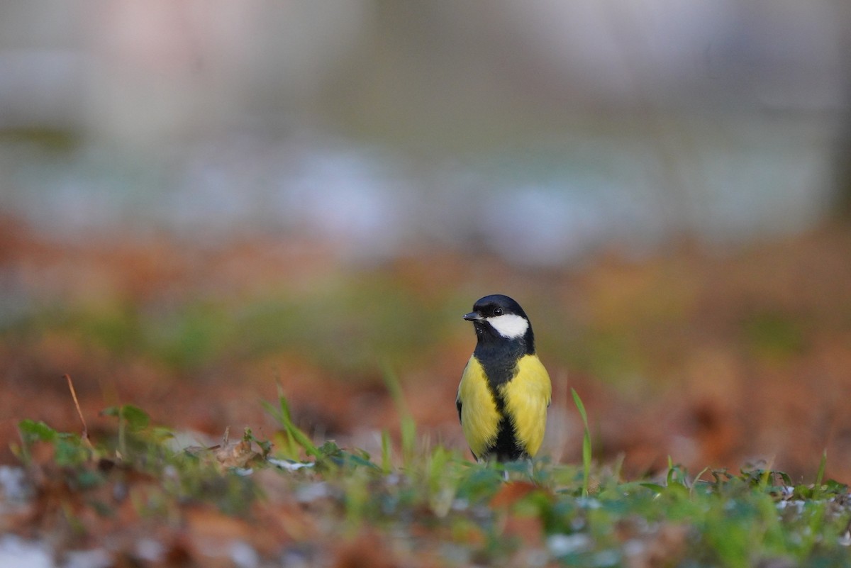 Great Tit - ML611688525