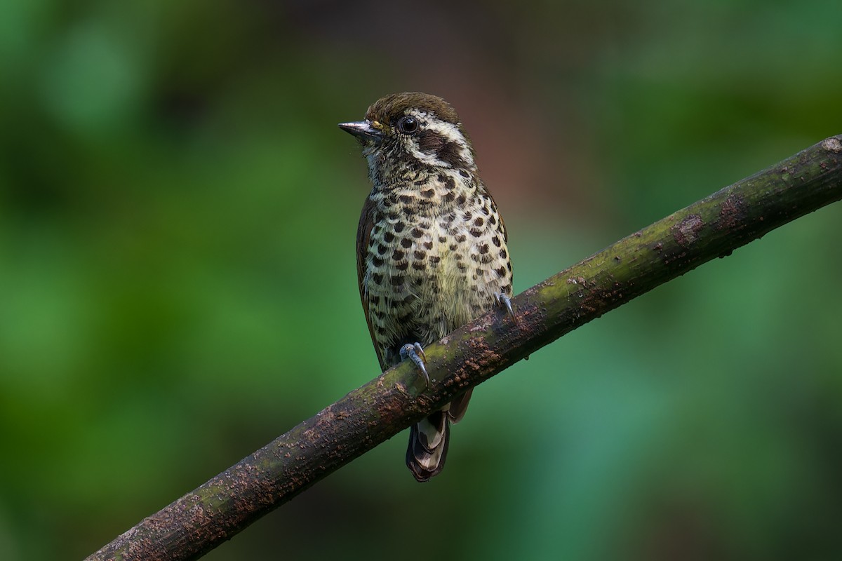 Speckled Piculet - ML611688750