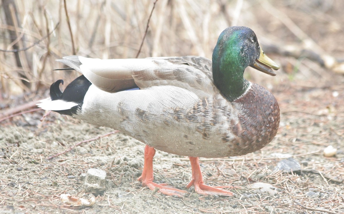 Canard colvert - ML611688839