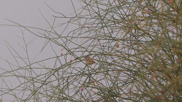 Asian Desert Warbler - ML611689214