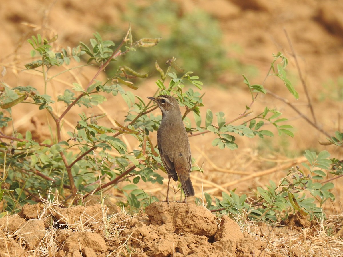 Bluethroat - ML611689251