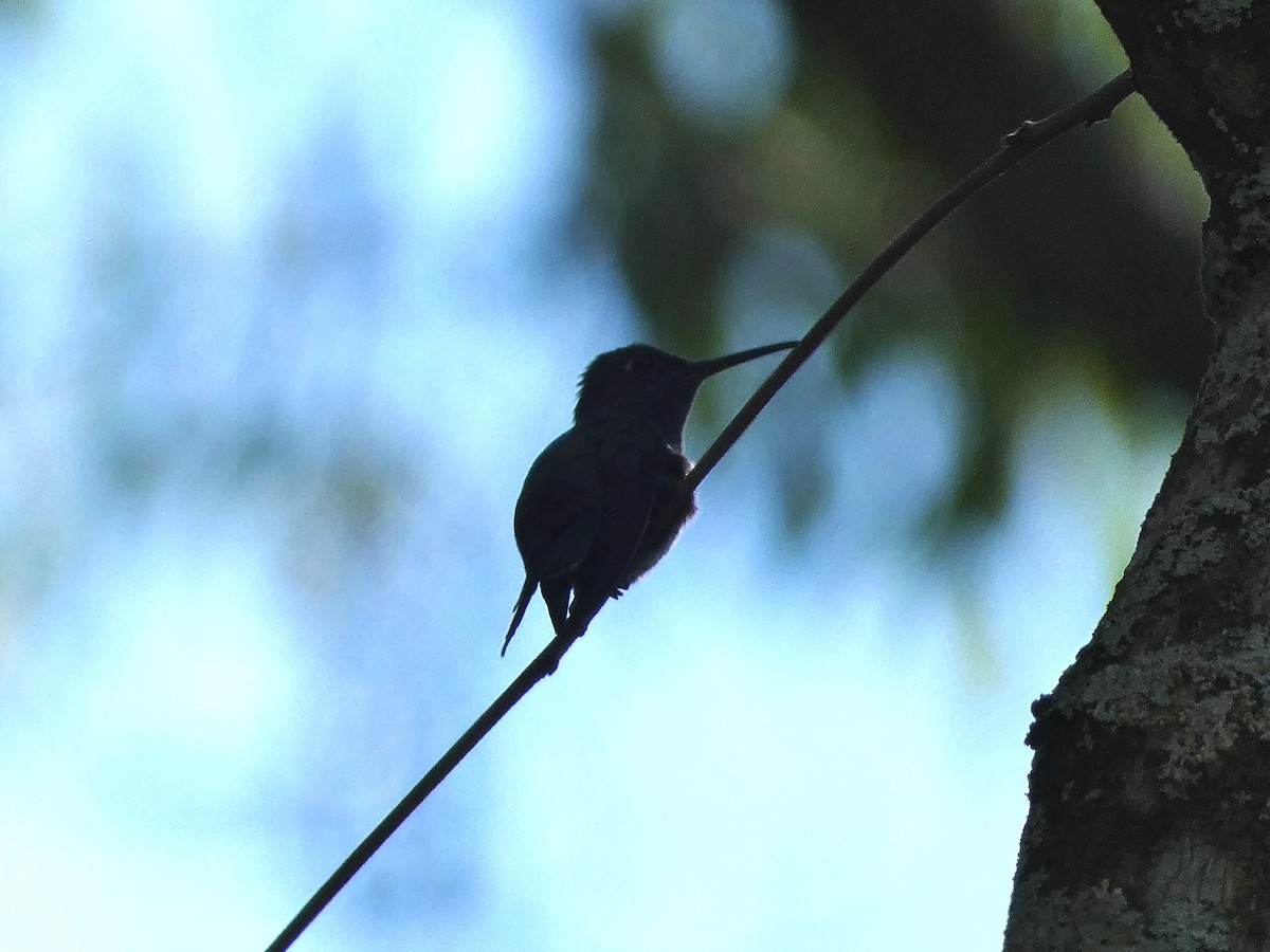 kolibřík safírový - ML611689445