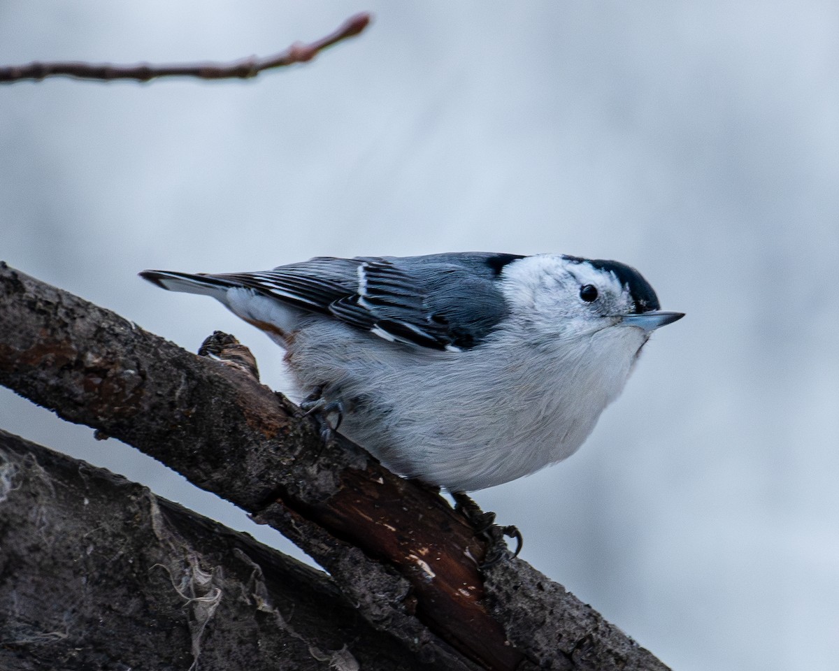 White-breasted Nuthatch - ML611689452