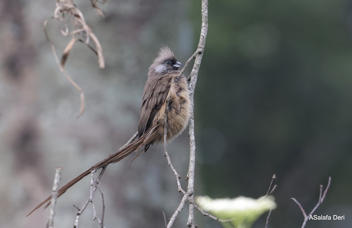 Speckled Mousebird - ML611689816