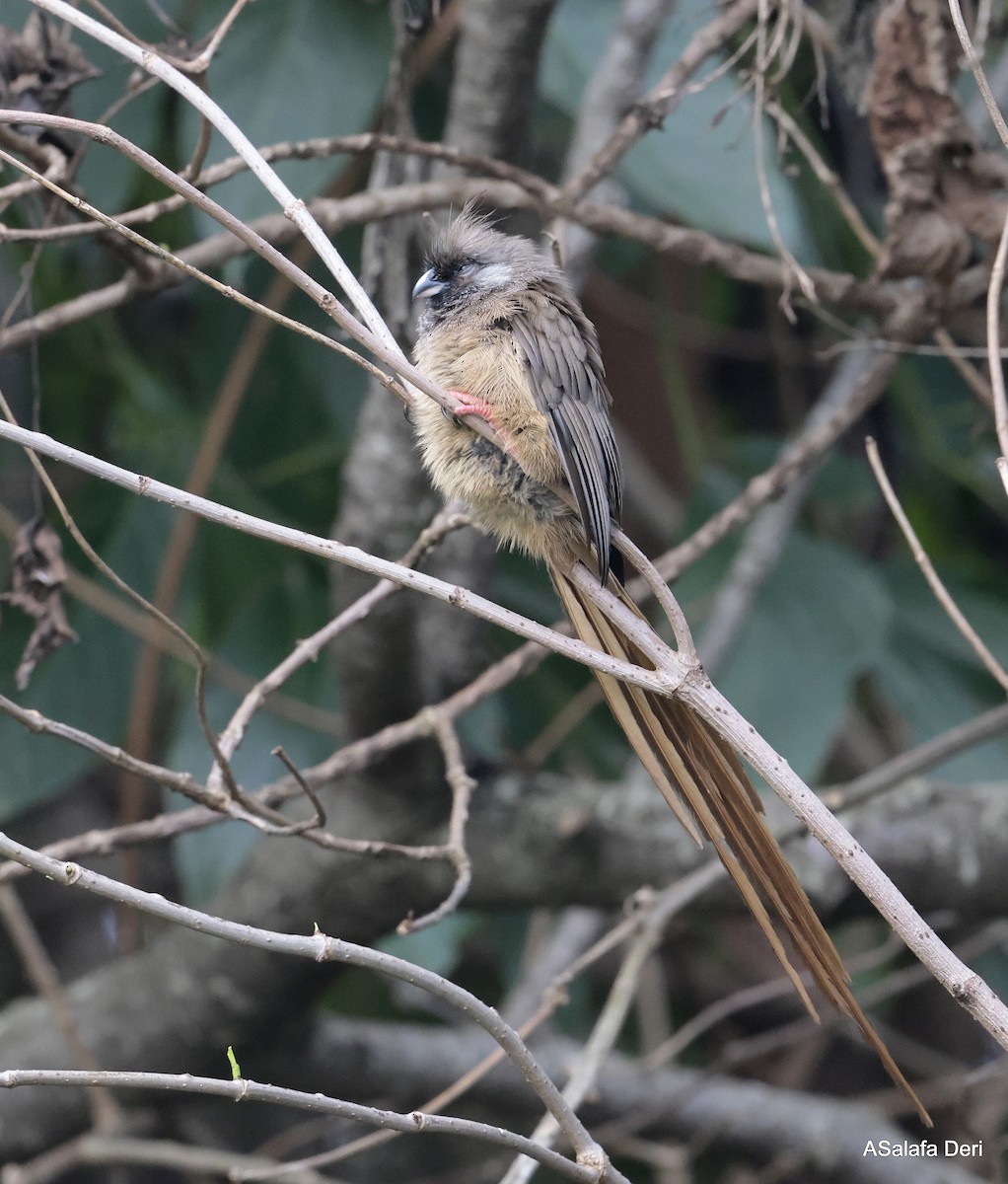 Speckled Mousebird - ML611689817
