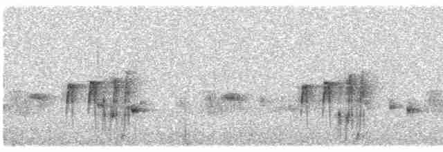 Тиранчик-довгохвіст білогорлий - ML611690214