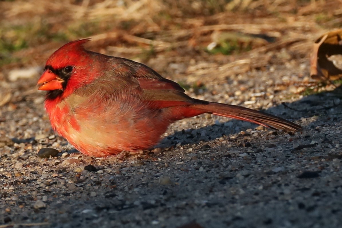 Cardinal rouge - ML611690995