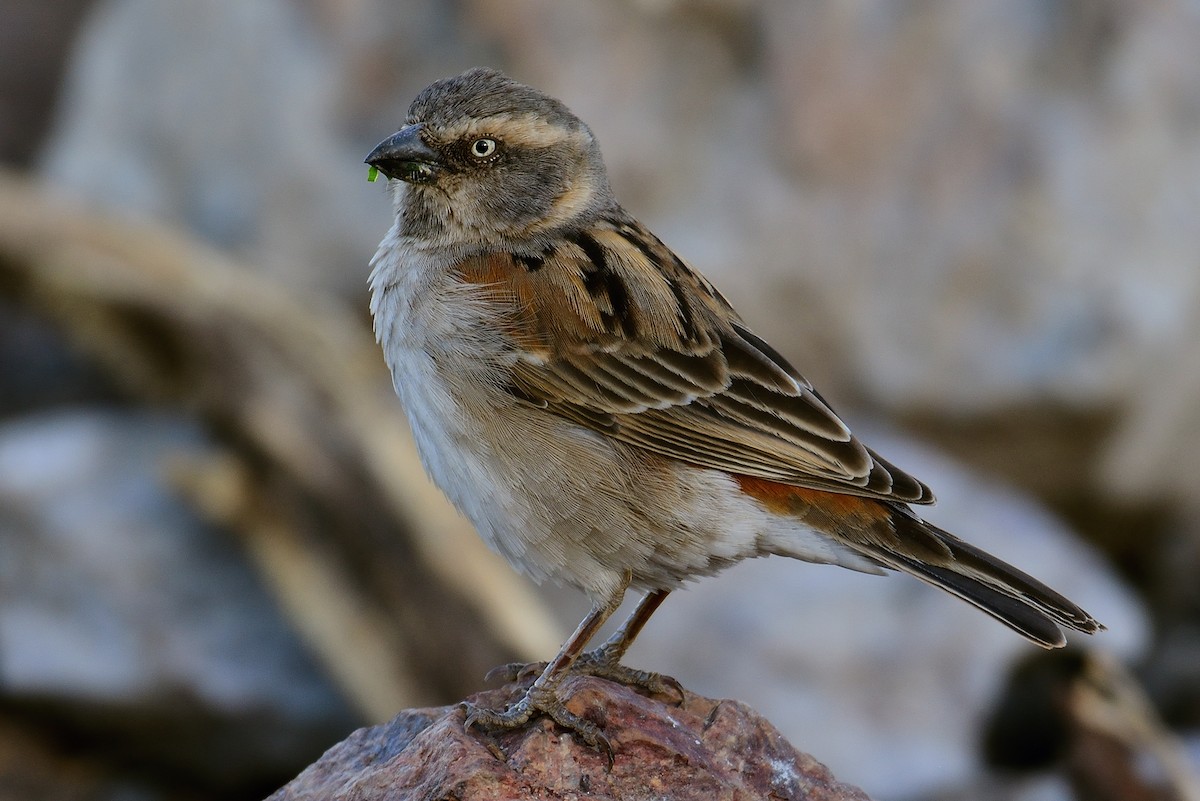 Kenya Rufous Sparrow - ML611691101