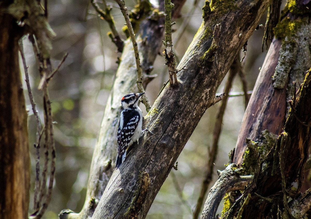 Downy Woodpecker - ML611691569
