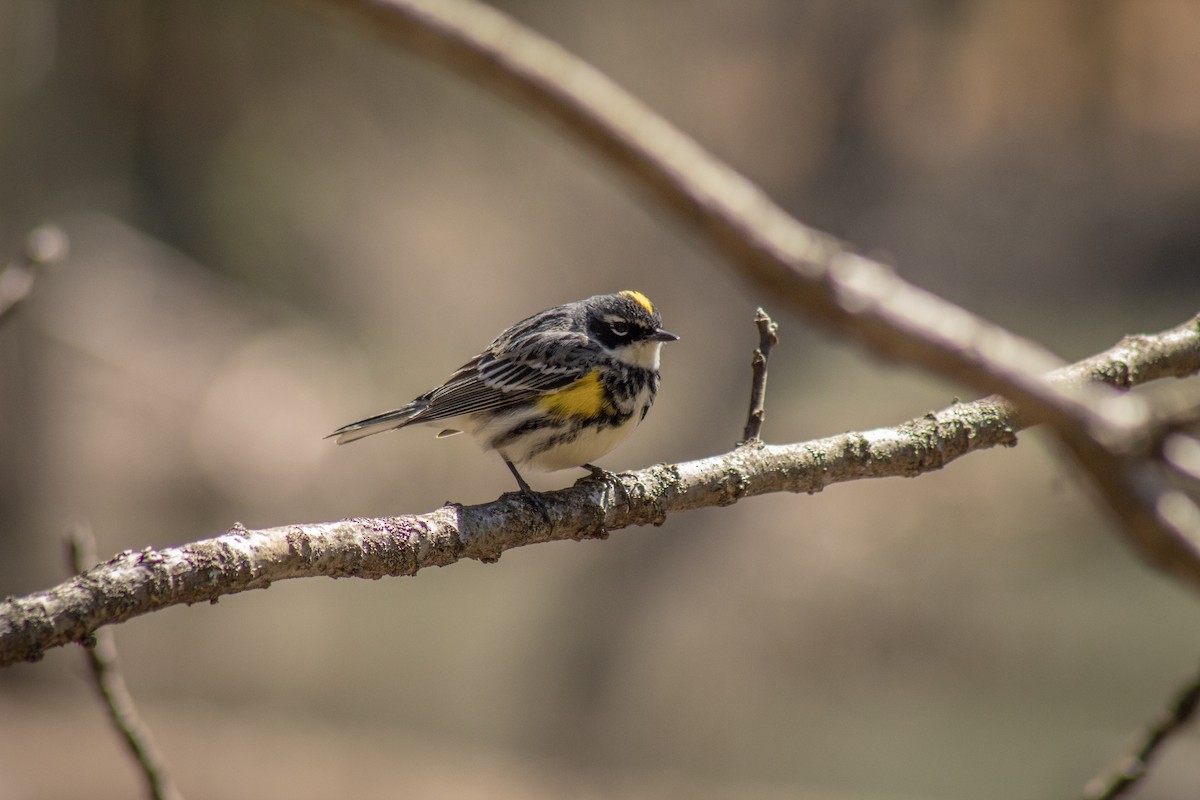 Yellow-rumped Warbler (Myrtle) - ML611691707