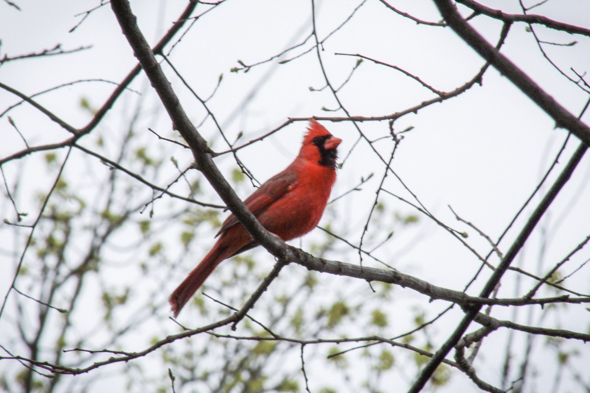 Cardinal rouge - ML611691949