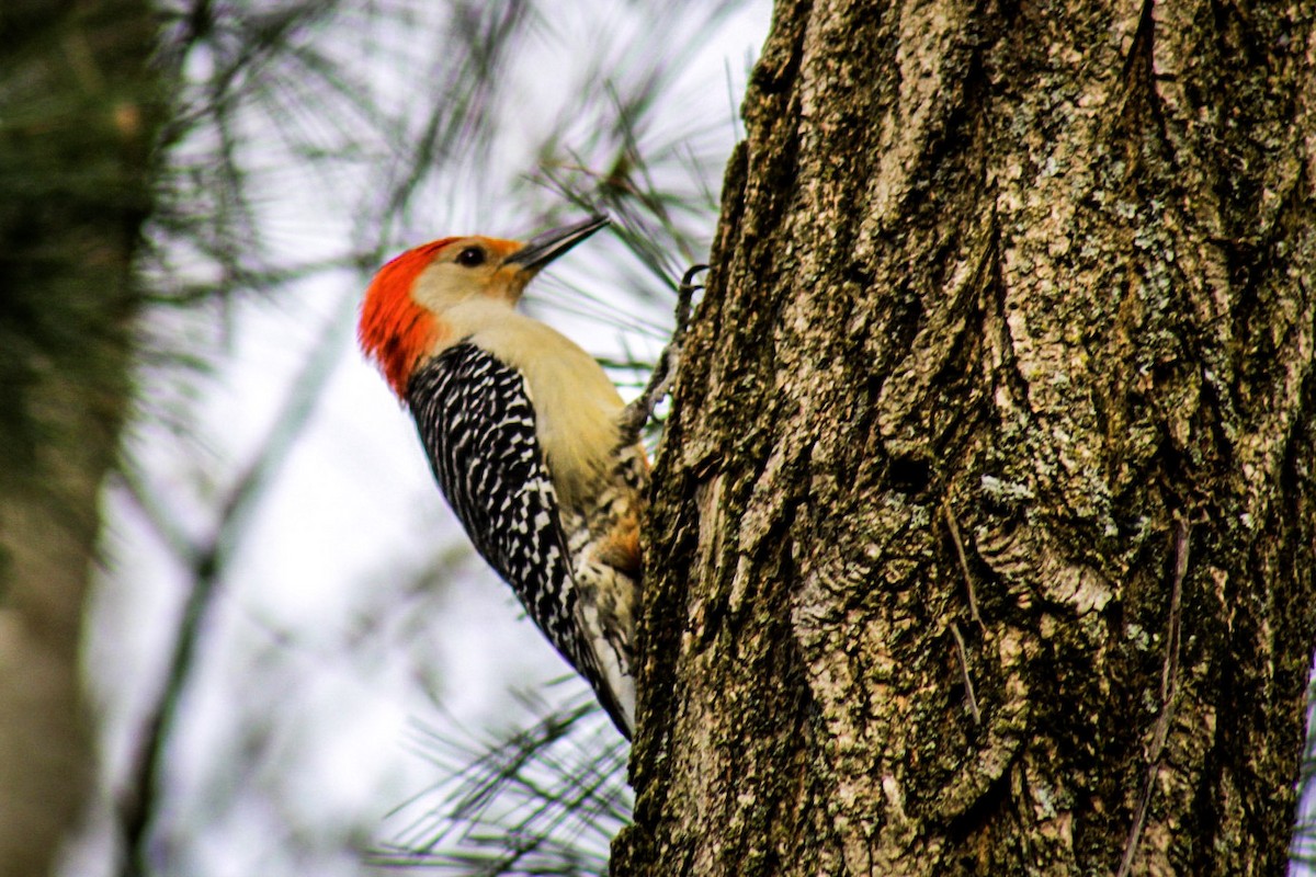 Red-headed Woodpecker - ML611691990