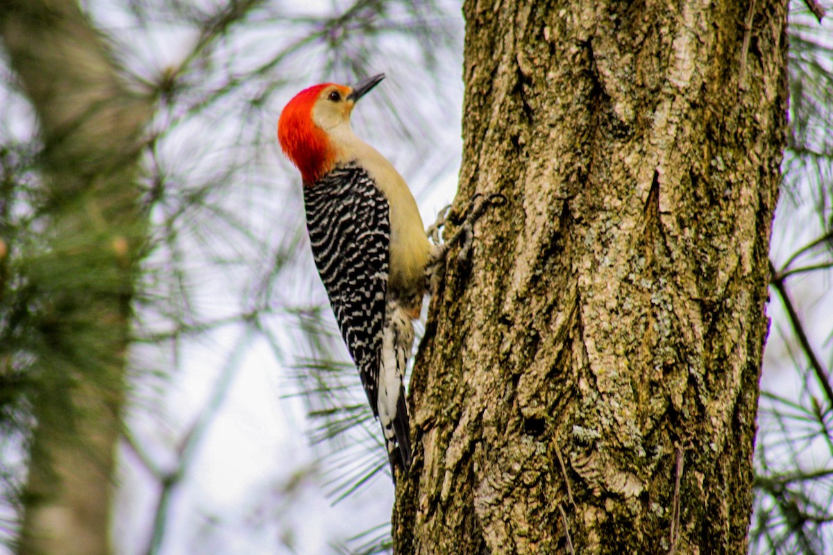 Red-headed Woodpecker - ML611691992