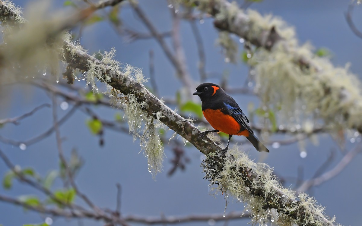 Scarlet-bellied Mountain Tanager (Fire-bellied) - Christoph Moning