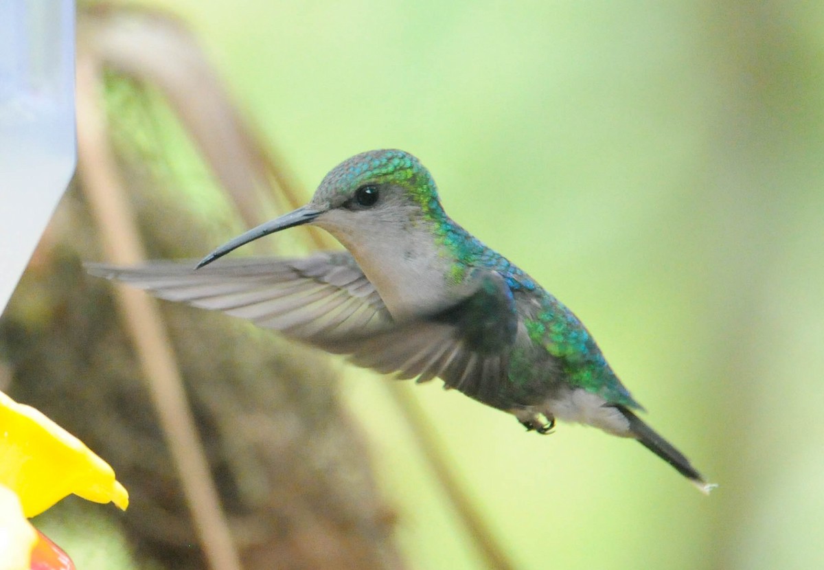 Crowned Woodnymph (Northern/Colombian Violet-crowned) - ML611692437