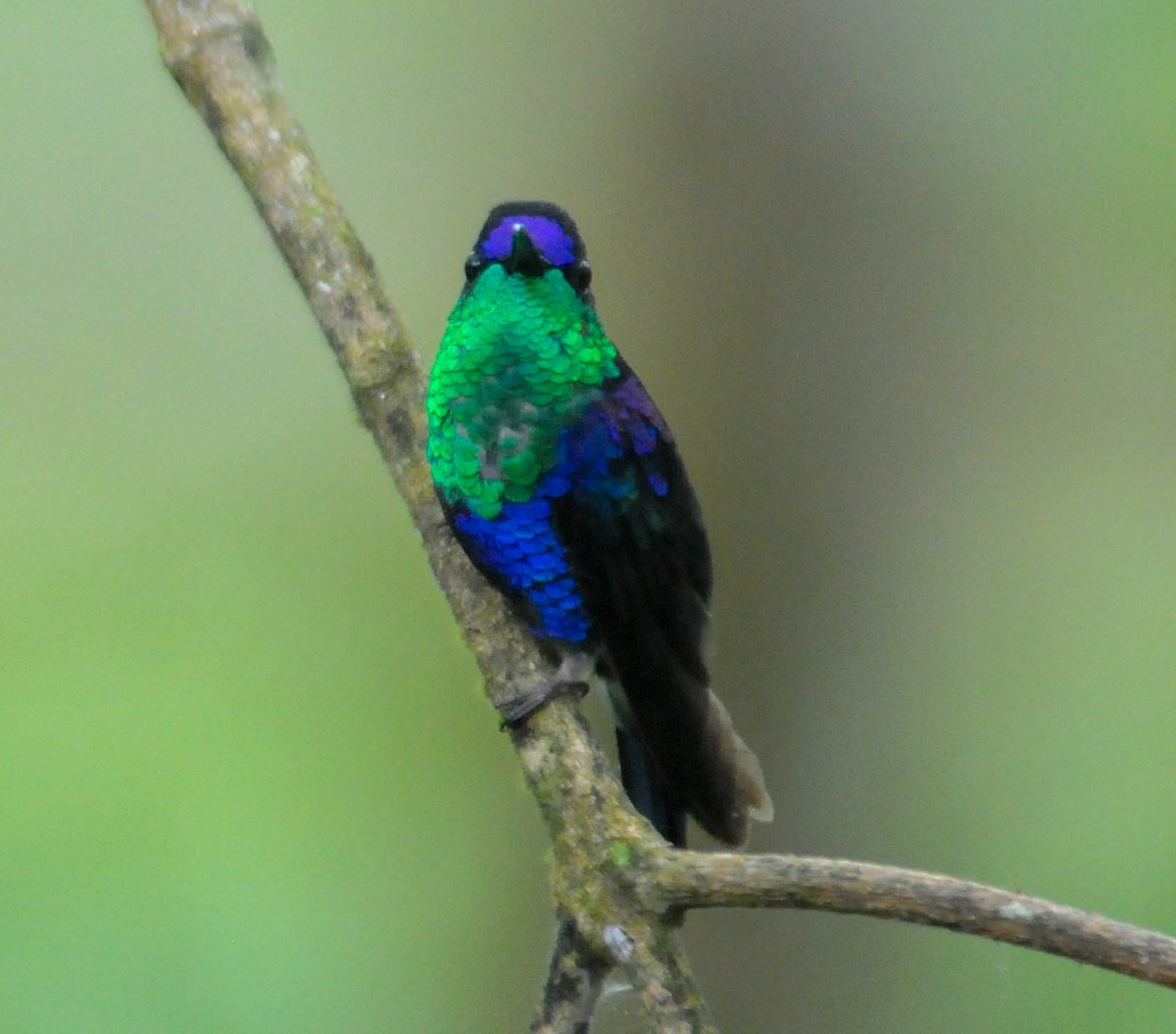 Crowned Woodnymph (Northern/Colombian Violet-crowned) - ML611692441