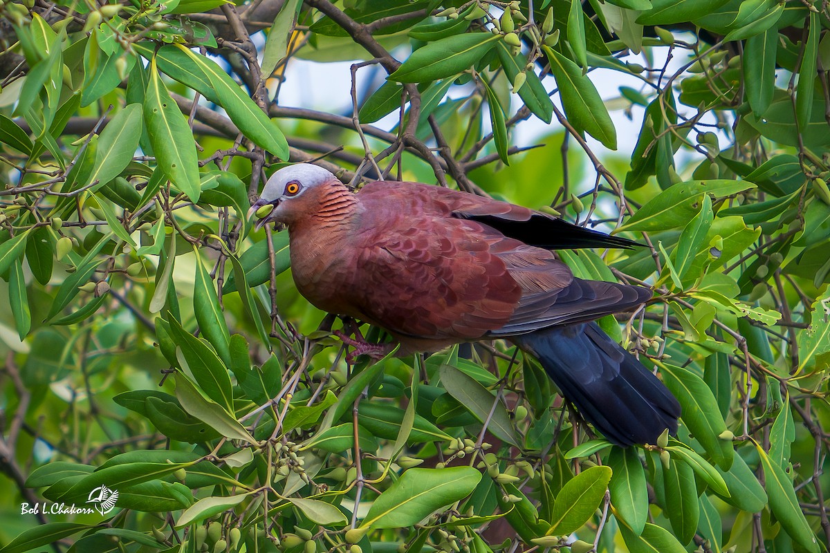 Pale-capped Pigeon - ML611692489