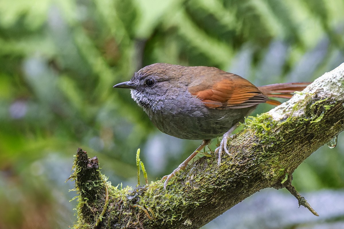Gray-bellied Spinetail - ML611692651