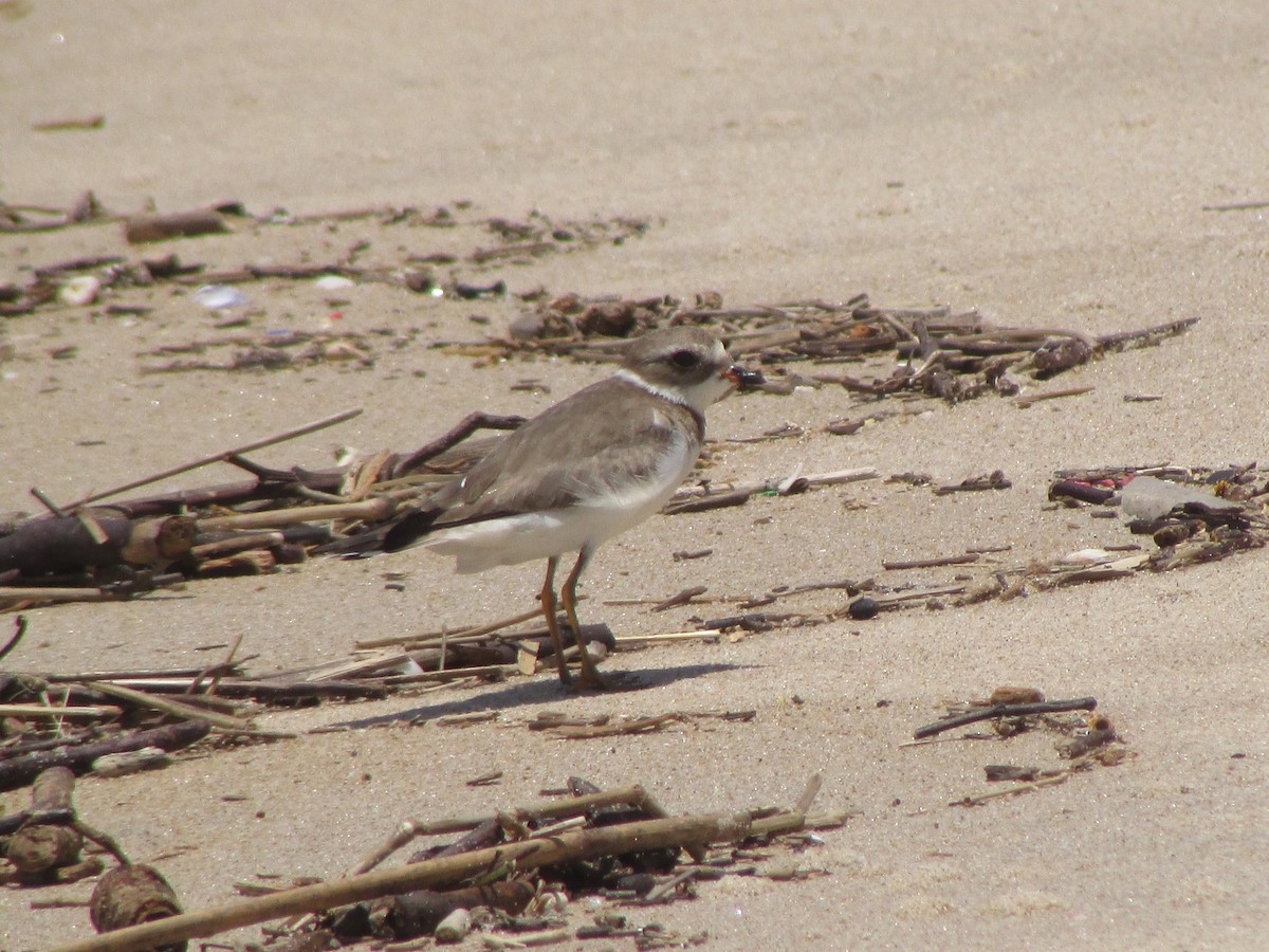 Semipalmated Plover - ML611692653