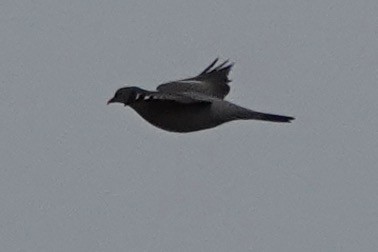 Common Wood-Pigeon - ML611692950
