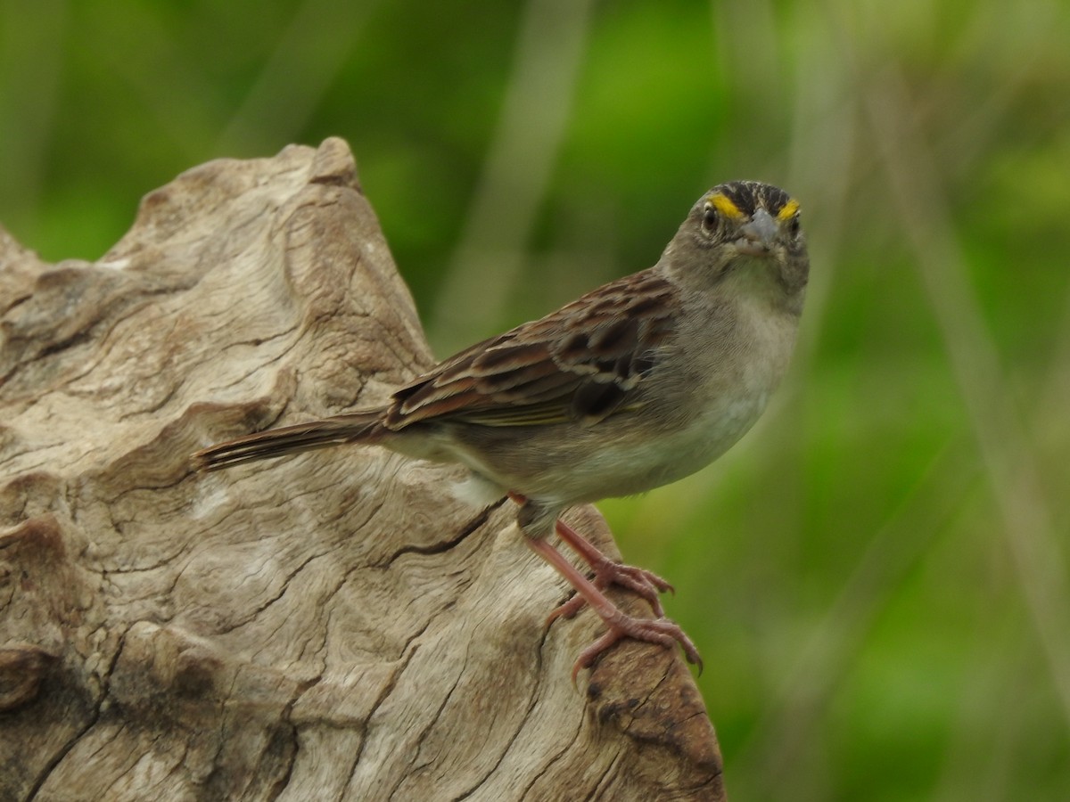 Grassland Sparrow - Edier Rojas parra