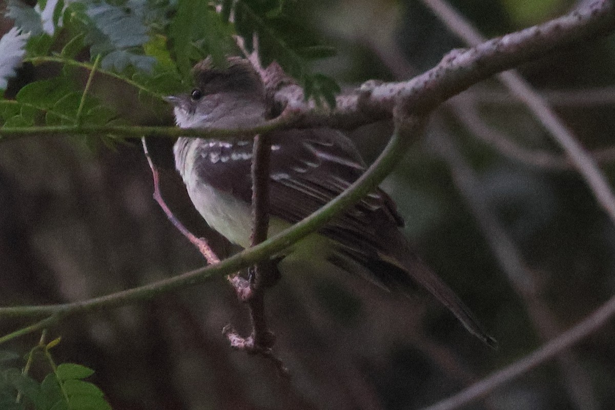 Small-billed Elaenia - ML611693292
