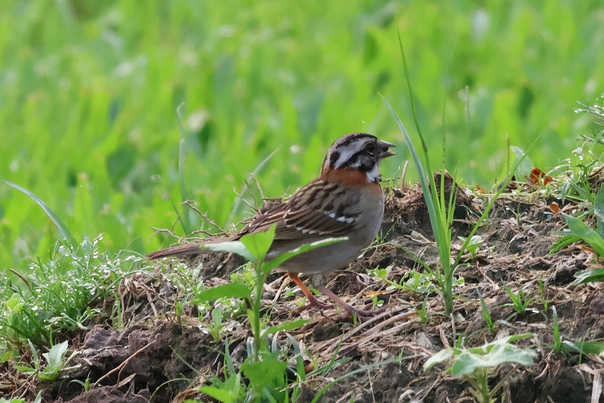Rufous-collared Sparrow - ML611693361