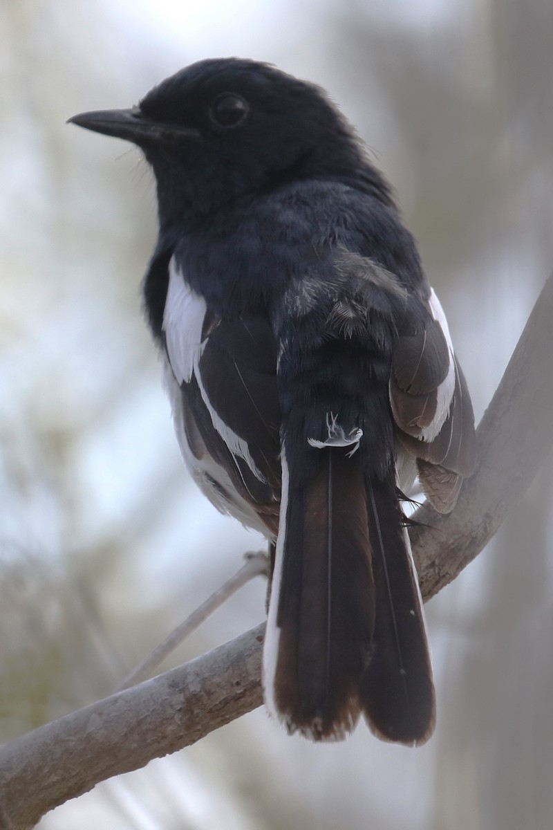 Madagascar Magpie-Robin (White-winged) - ML611693744
