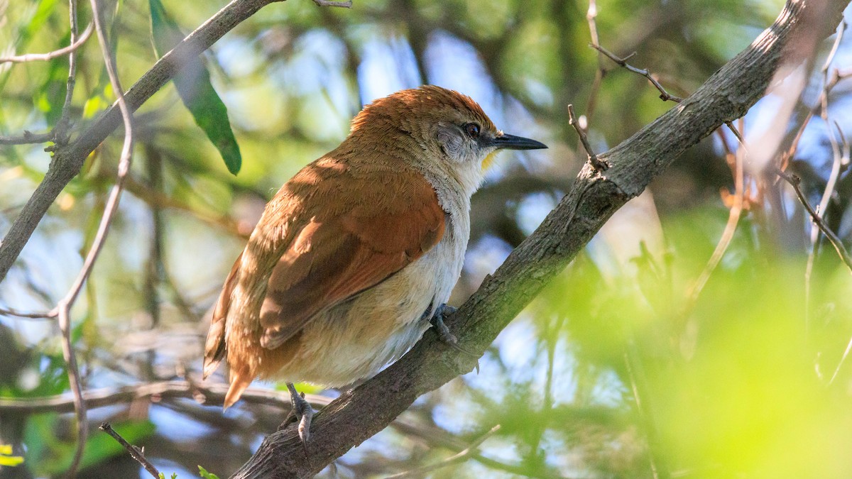 Yellow-chinned Spinetail - ML611693762