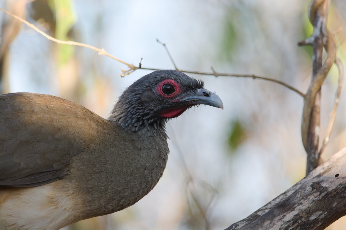 West Mexican Chachalaca - ML611693948